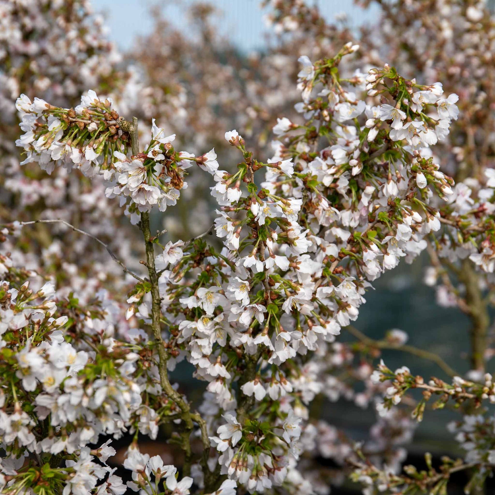 Flowering Cherry 'kojo-no-mai' Compact 2.5m Tree Rhs Agm | 1 x 9cm | Pink & White