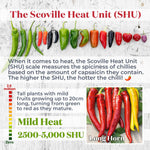 Long Horn' Chilli | 3 x 9cm | Multi