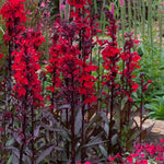 Lobelia 'starship Scarlet Bronze Leaf' Red Perennial For Borders And Pots | 3 x Jumbo Plugs | Red