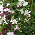 Hayloft Clematis Texensis Princess Kate - 1 X 7cm Pot