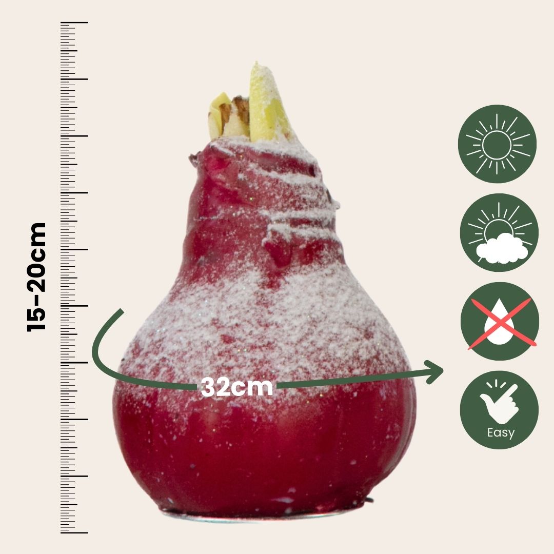 Amaryllis - Hippeastrum 'wax Snow Mix' - Flower Bulb - Red