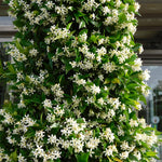 Trachelospermum Jasminoides - 2 Litre pot | Set-of-1 | White