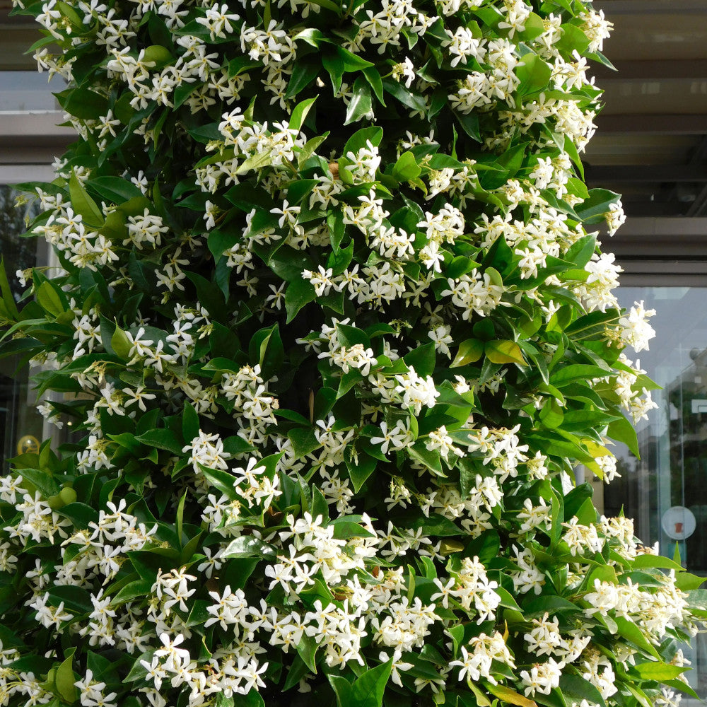 Trachelospermum Jasminoides - 2 Litre pot | Set-of-1 | White