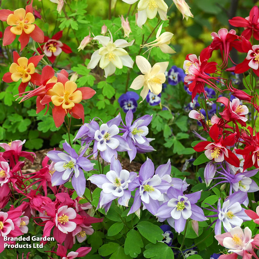 Thompson & Morgan Aquilegia Mrs Scott Elliott Plugs