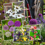 All Summer Long Mixed Flower | 250 x Bulbs | Yellow