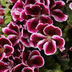 Hayloft Pelargonium Mosquitaway Collection - 3 Young Plants 1 Of Each