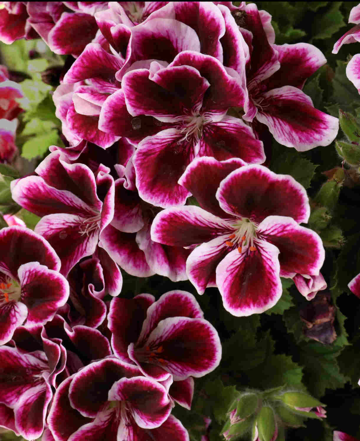 Hayloft Pelargonium Mosquitaway Collection - 3 Young Plants 1 Of Each