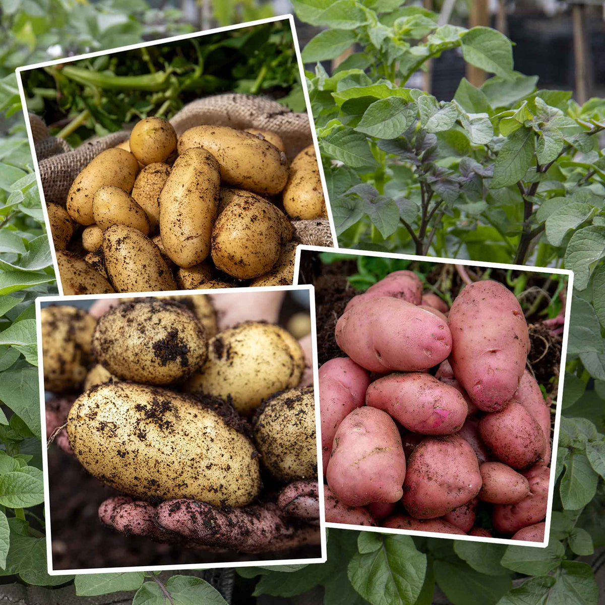 Seed Potato Kitchen Collection Tubers | Set of 1 | Teal & Yellow