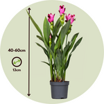 Thai Tulip - 4 Pcs. - Curcuma Alismatifolia 'siam Splash' - H40-60cm - ⌀13cm | Set-of-4 | Pink