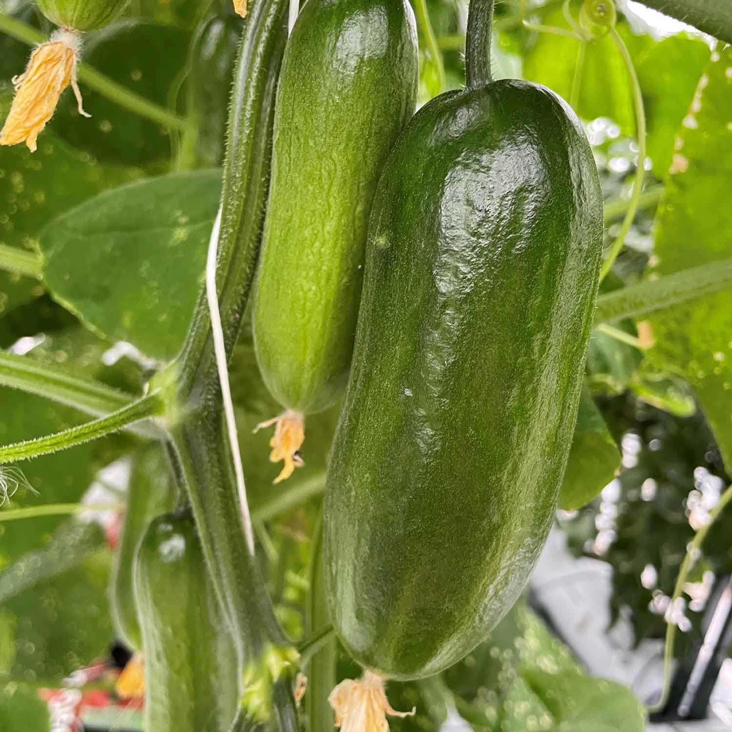Cucumber 'party Time' - Self-fertile Snack Variety | 6 x Plug Plants | Green