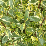 Abelia Radiance Variegated Evergreen Shrub | 1 x 3L | Green & White