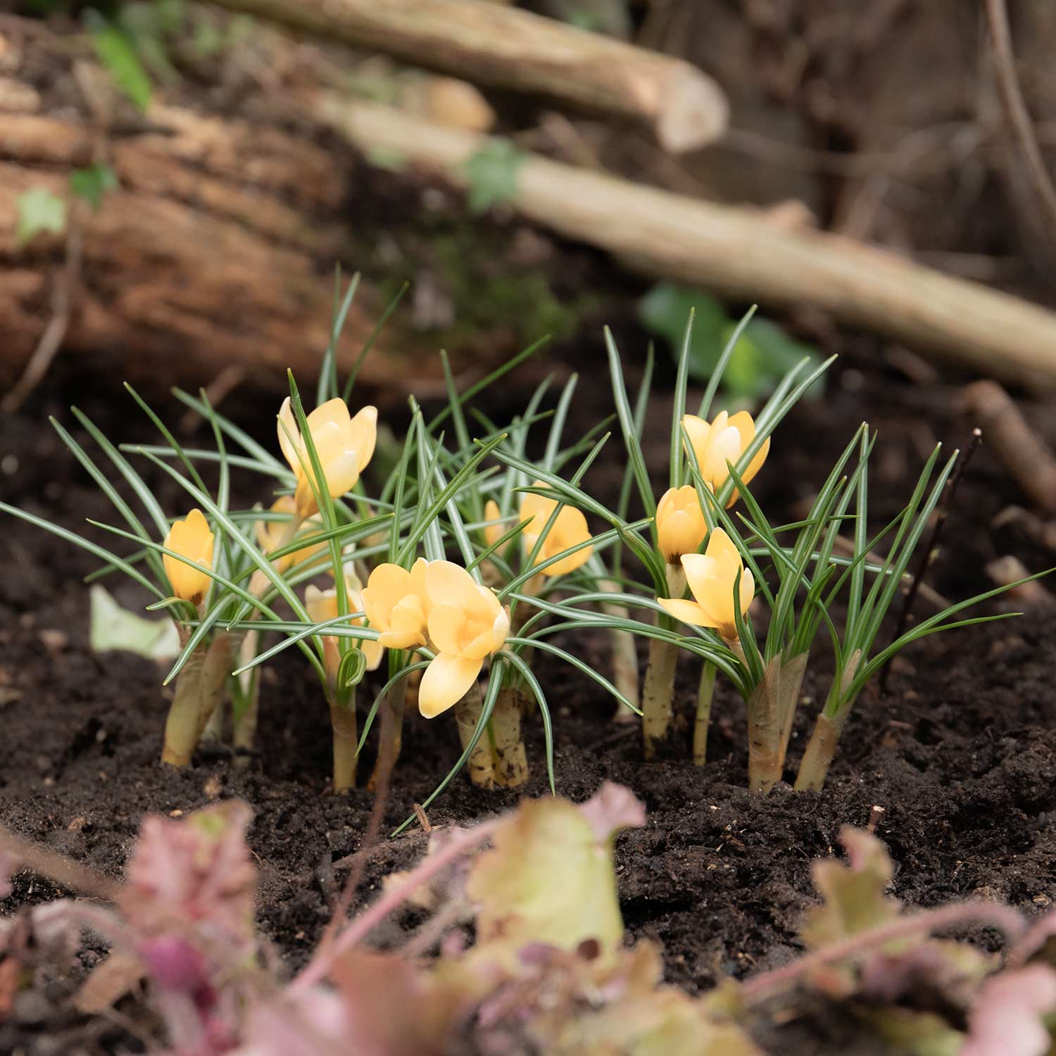 Crocus 'cream Beauty' | 20 x Bulbs | Cream