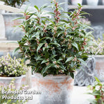 Sarcococca Winter Gem 9cm Pot | Set of 2