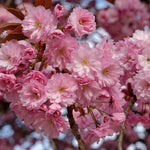 Direct Plants Dwarf Patio Prunus Kanzan Japanese Flowering Cherry Tree 3-4ft Supplied In A 5 Litre Pot