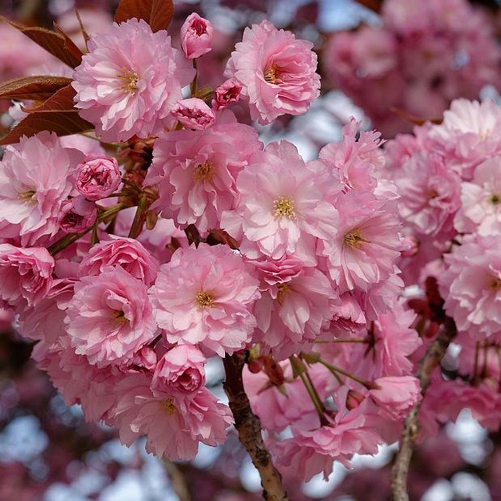 Direct Plants Dwarf Patio Prunus Kanzan Japanese Flowering Cherry Tree 3-4ft Supplied In A 5 Litre Pot
