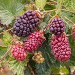 Boysenberry Plant — Drought-tolerant, Container-friendly | 1 x 2L | Purple