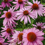 Echinacea Purpurea Leuchtstern - 9cm Pots | 1 x 9cm | Purple
