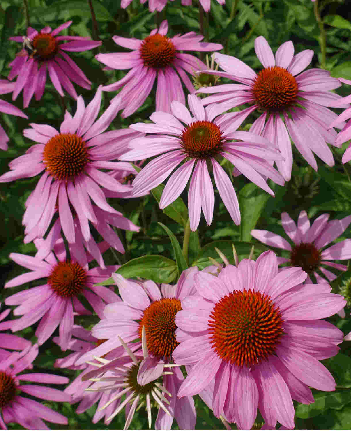 Echinacea Purpurea Leuchtstern - 9cm Pots | 1 x 9cm | Purple