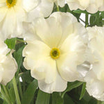 Ranunculus Butterfly Blush Collection - Tubers | Set-of-6 | Multi