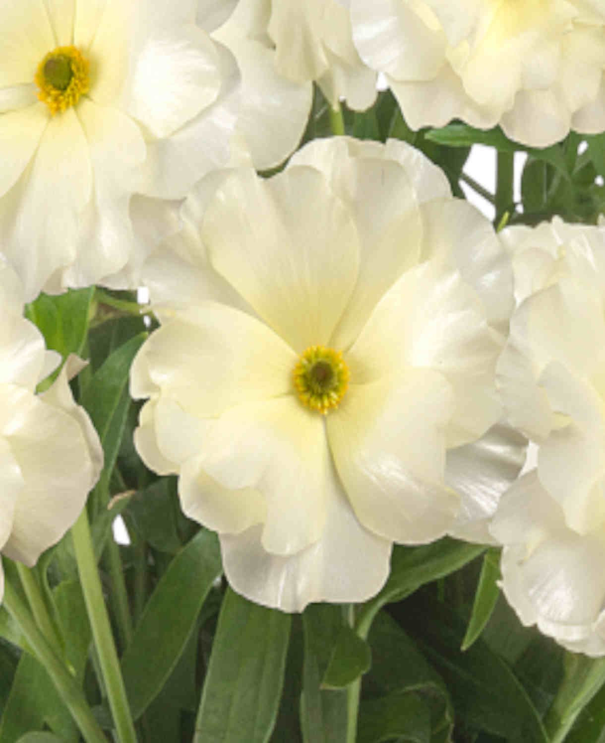 Ranunculus Butterfly 'graces' - Tubers | Set-of-6 | Cream