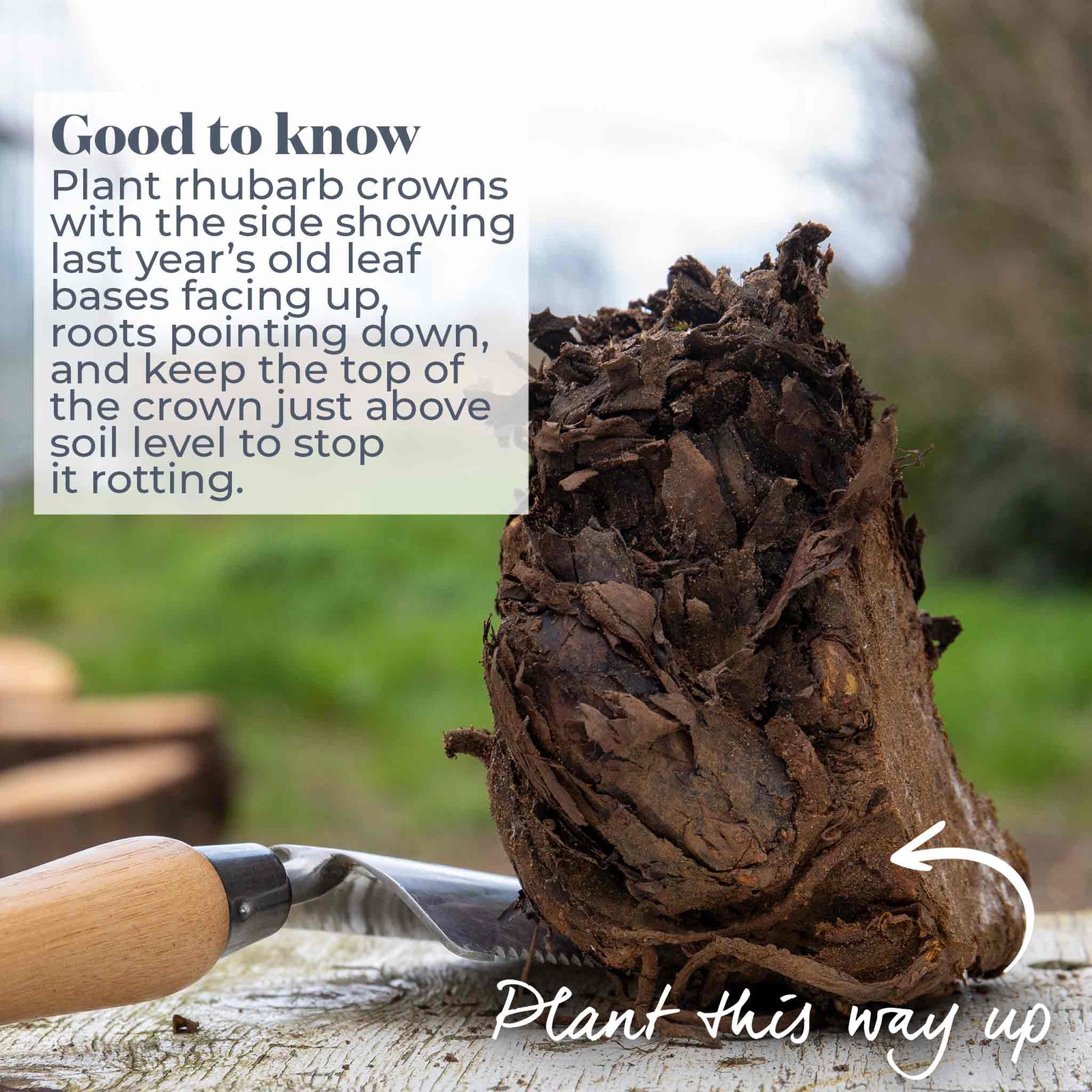 Rhubarb 'victoria' - Early High-yield Culinary Variety | 3 x Crowns
