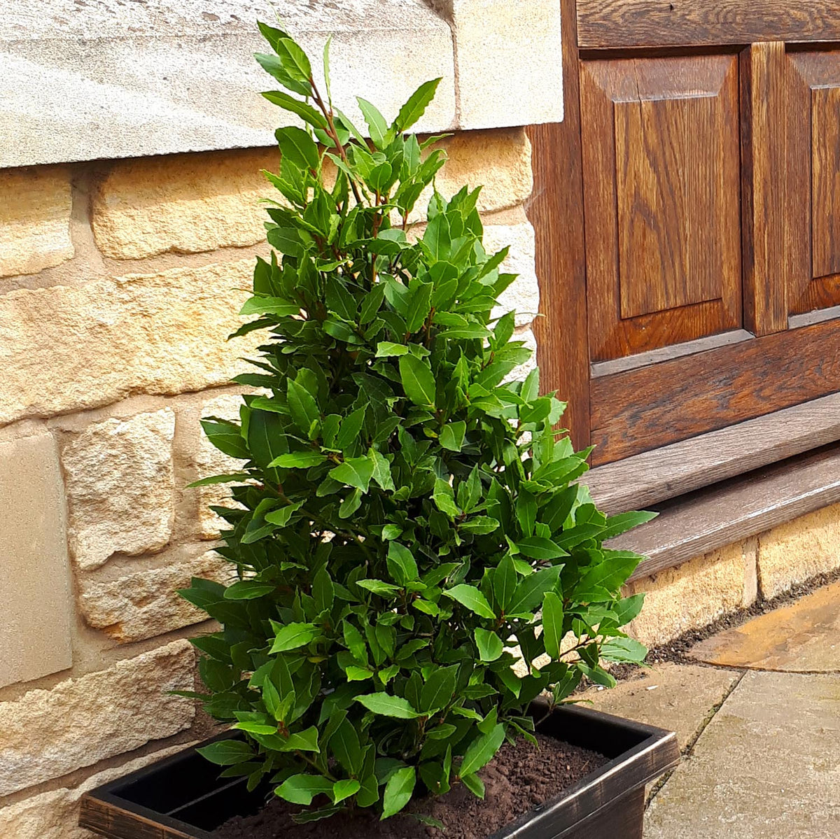 Pyramid Bay Tree (laurus Nobilis) - Evergreen Topiary For Pots & Doorways | 2 x 70cm | Green