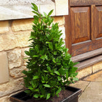Pyramid Bay Tree (laurus Nobilis) - Evergreen Topiary For Pots & Doorways | 100cm | Green
