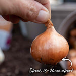 Shallot Sets Red Sun Sets | Set of 15