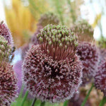 Allium 'forelock' - Bulbs | 3 x Bulbs | Purple