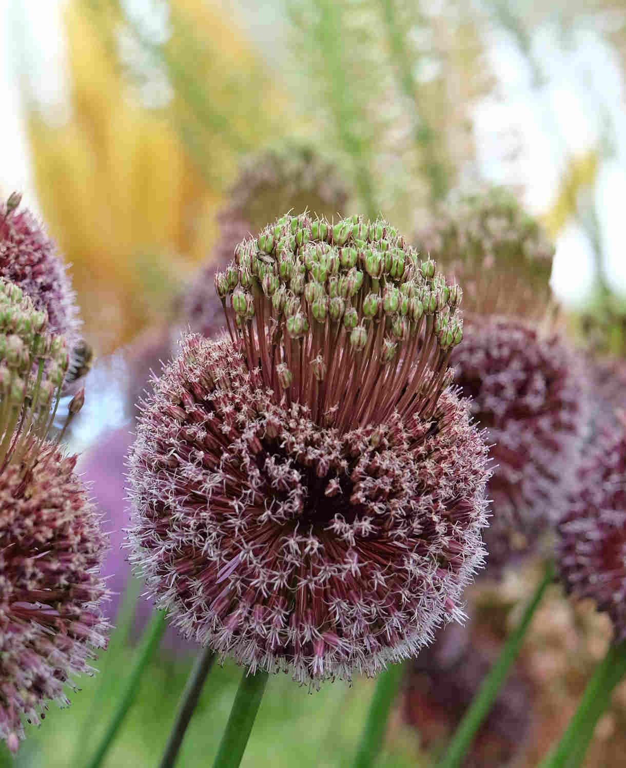 Allium 'forelock' - Bulbs | 3 x Bulbs | Purple