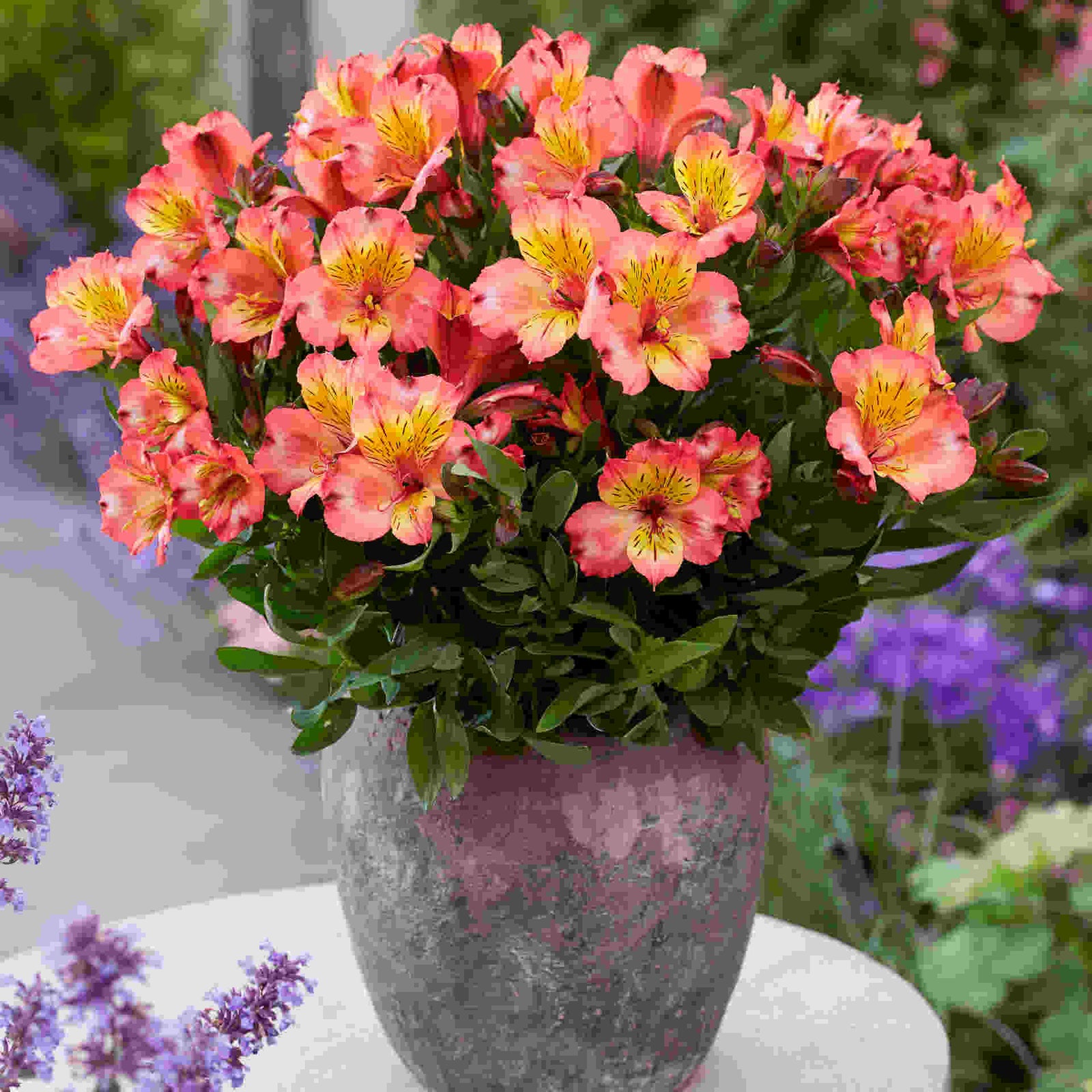 Alstroemeria Incalys Salmon 9cm Pot | 3 x 9cm | Orange