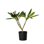 Frangipani White - Plumeria Rubra - Height 55-70cm - ⌀17cm | Set of 1 | White