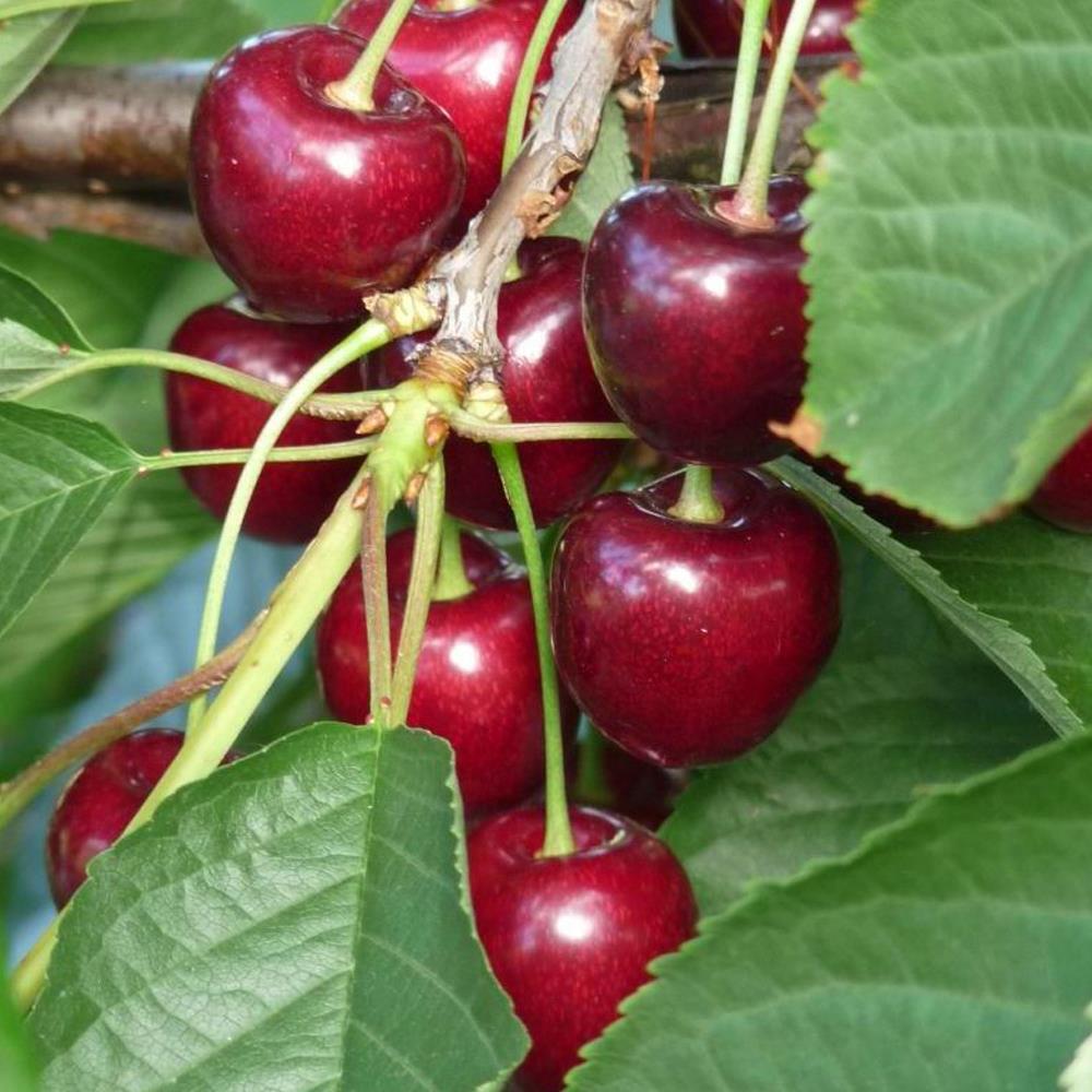 Dwarf Patio Kordia Cherry Fruit Tree 3-4ft Supplied In A 5 Litre Pot