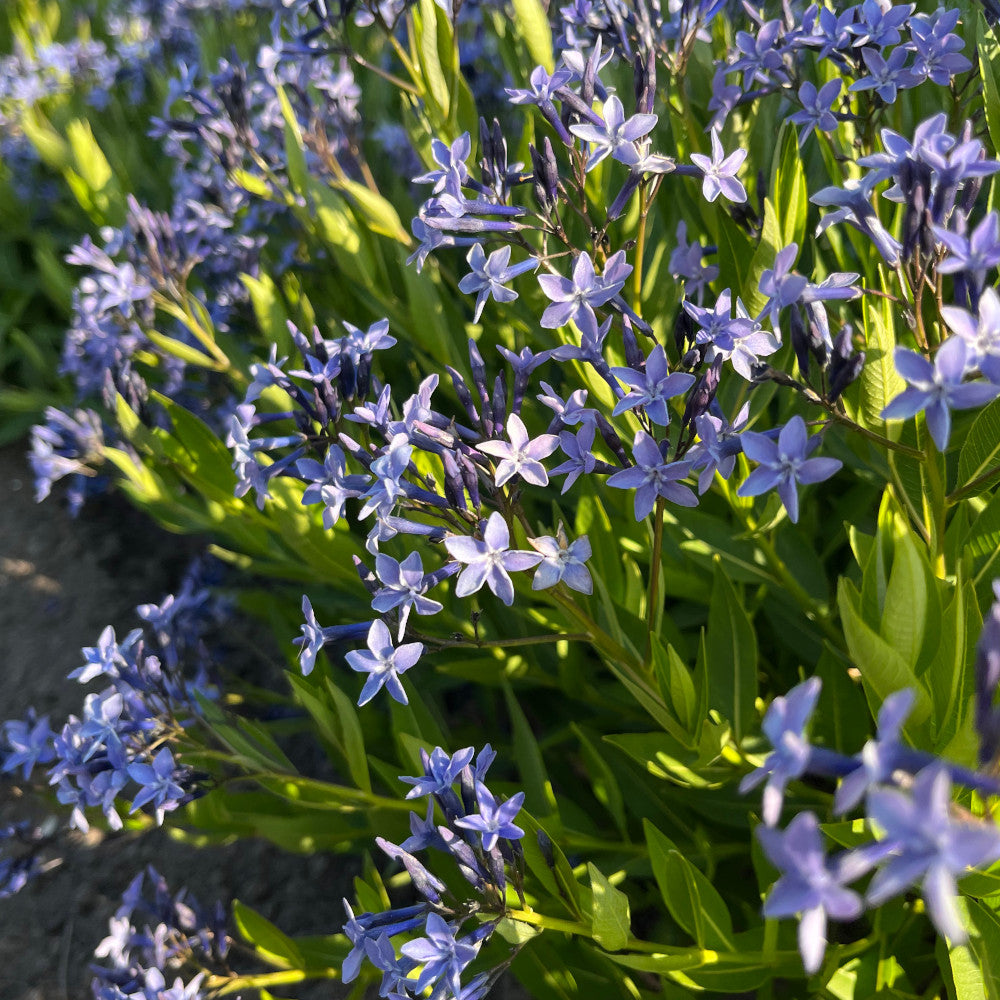 Hayloft Amsonia Blue Ice - Groundcover Carpet Of Blue Flowers - Set Of 3 In 9cm Pots