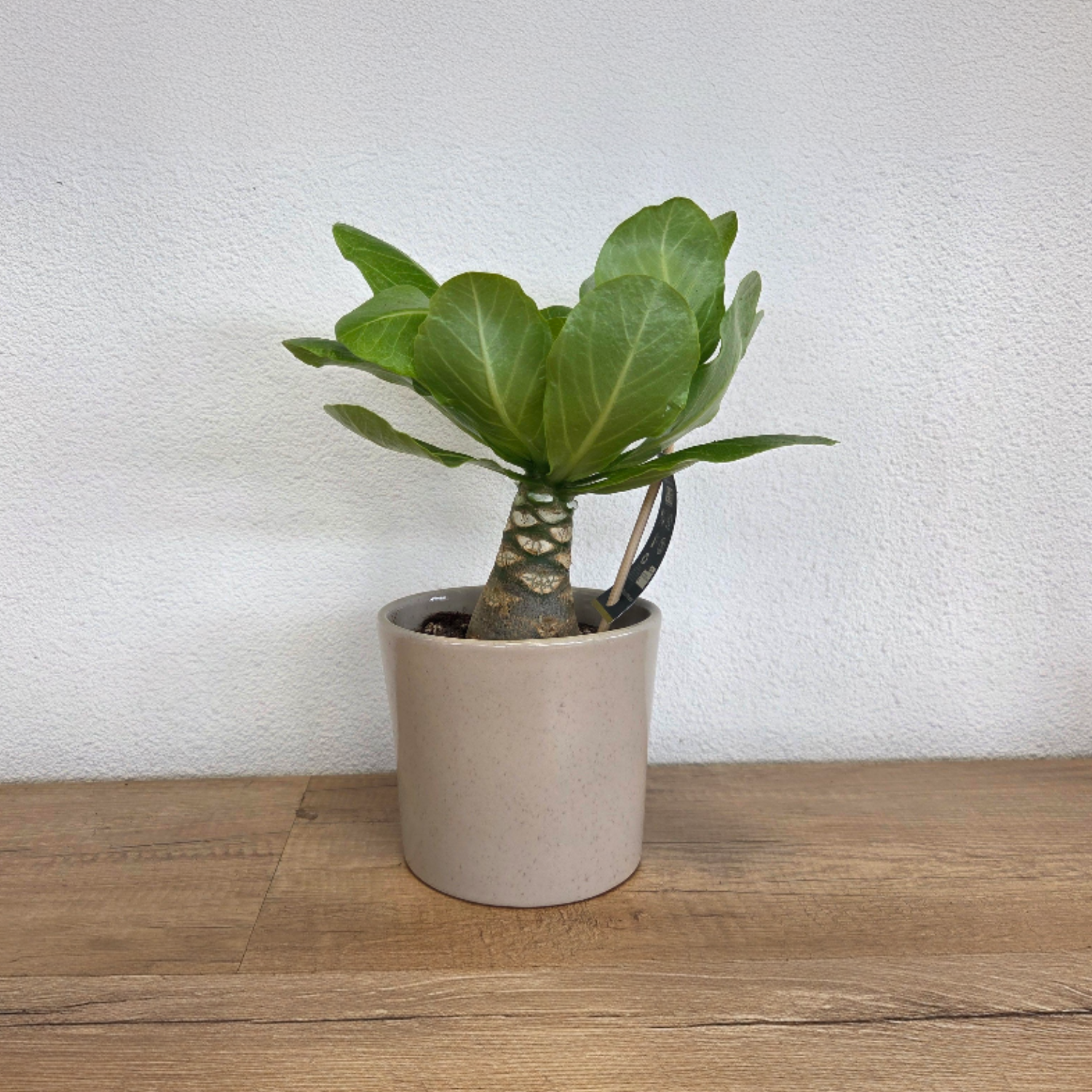 Hawaii Palm - 2 Pcs. - Brighamia 'insignis' - Height 25-35cm - ⌀12cm | Set of 2 | Green
