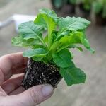 Primula Veris (cowslip) Plants | 3 x 9cm | Yellow