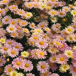 Hayloft Argyranthemum Aramis Lemon And Pink - 6 Young Plants
