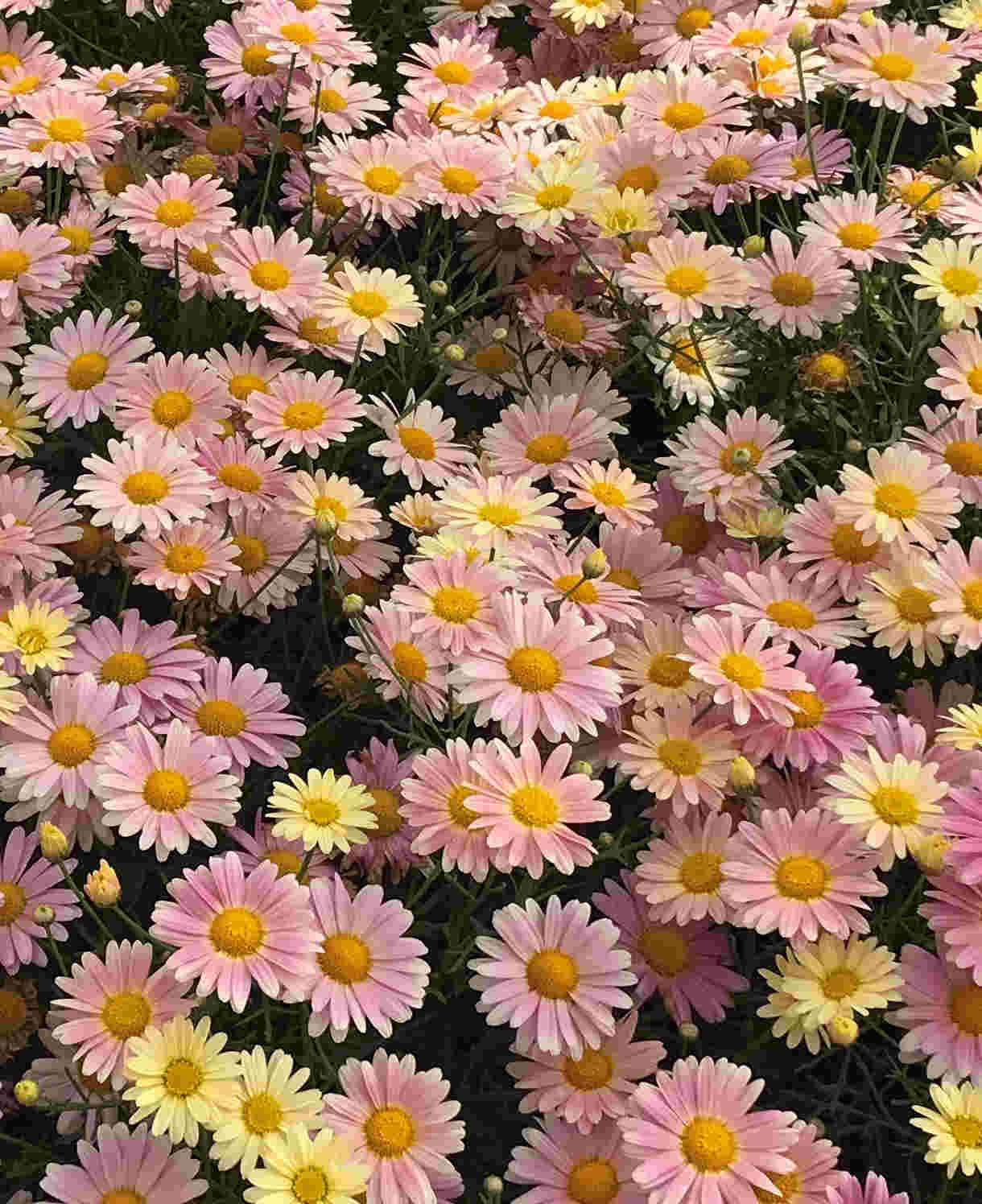 Hayloft Argyranthemum Aramis Lemon And Pink - 6 Young Plants