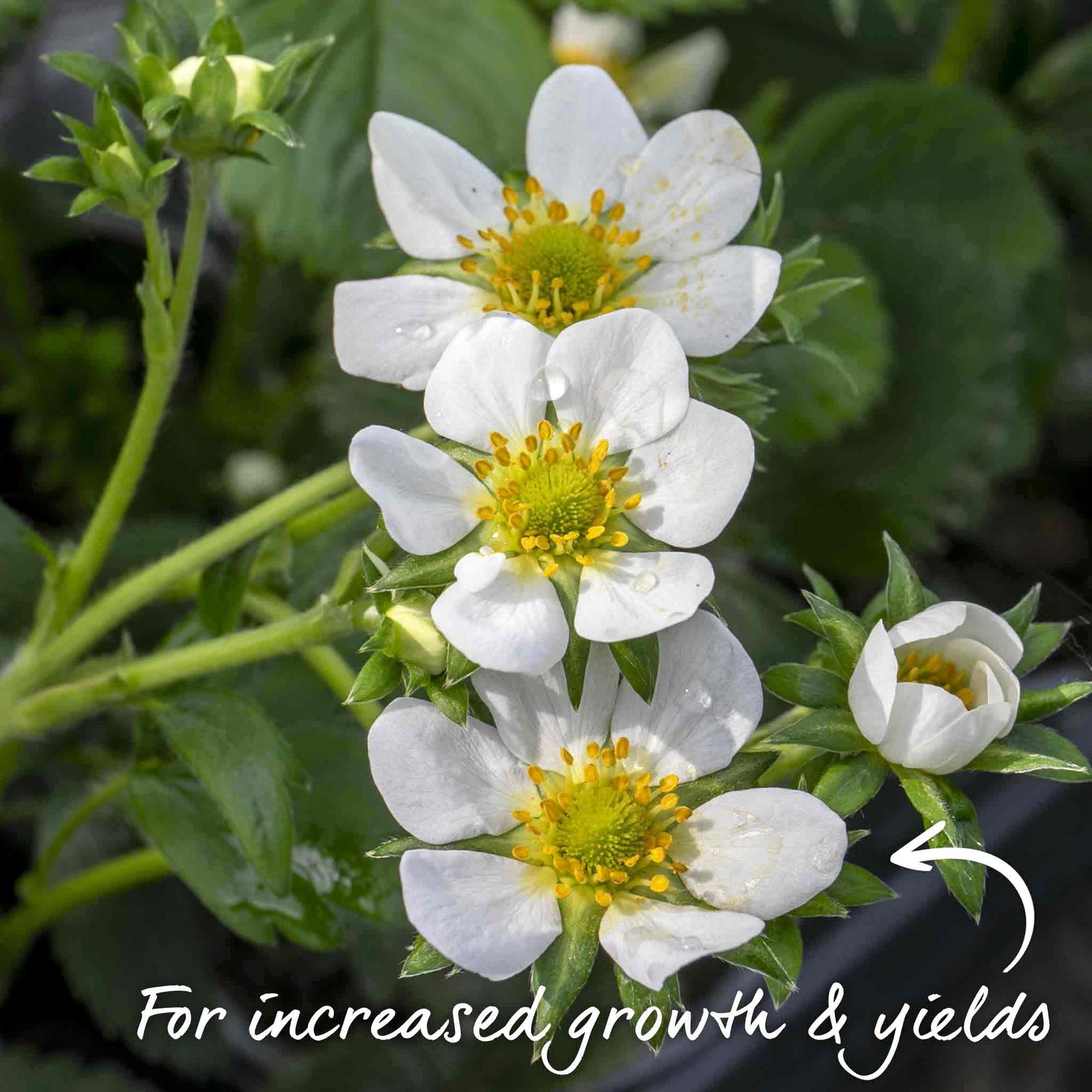 Strawberry 3-variety Long Cropping Collection Bare Root | Set of 15 | Red