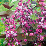 Dolichos Lablab Flower - Half-hardy Climber Seeds | 10 Seeds | Purple