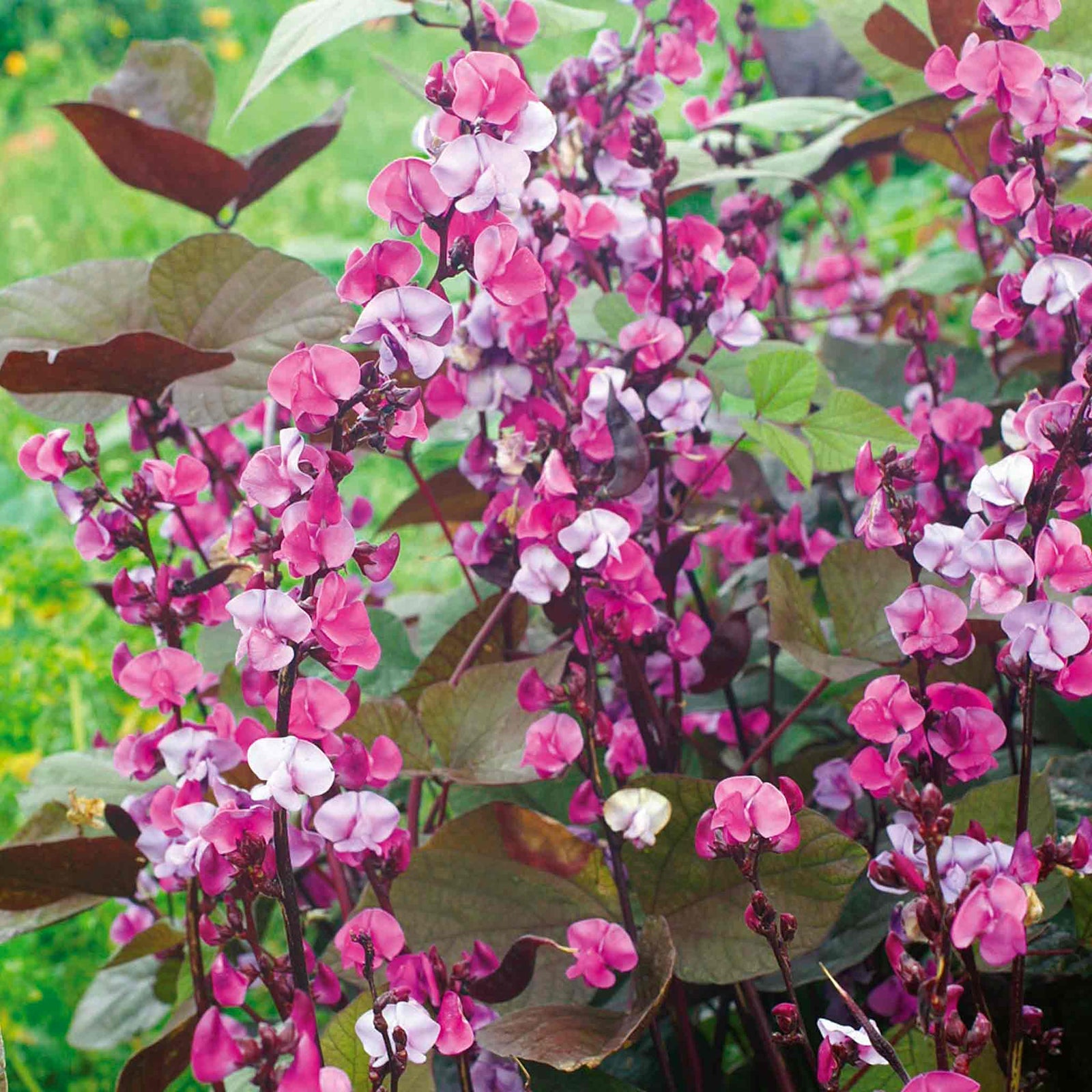 Dolichos Lablab Flower - Half-hardy Climber Seeds | 10 Seeds | Purple