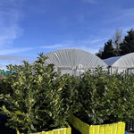 Prunus Cherry Laurel Trees Pallet Of 10 5-6ft Tall Extra Large In 10 Litre Pots