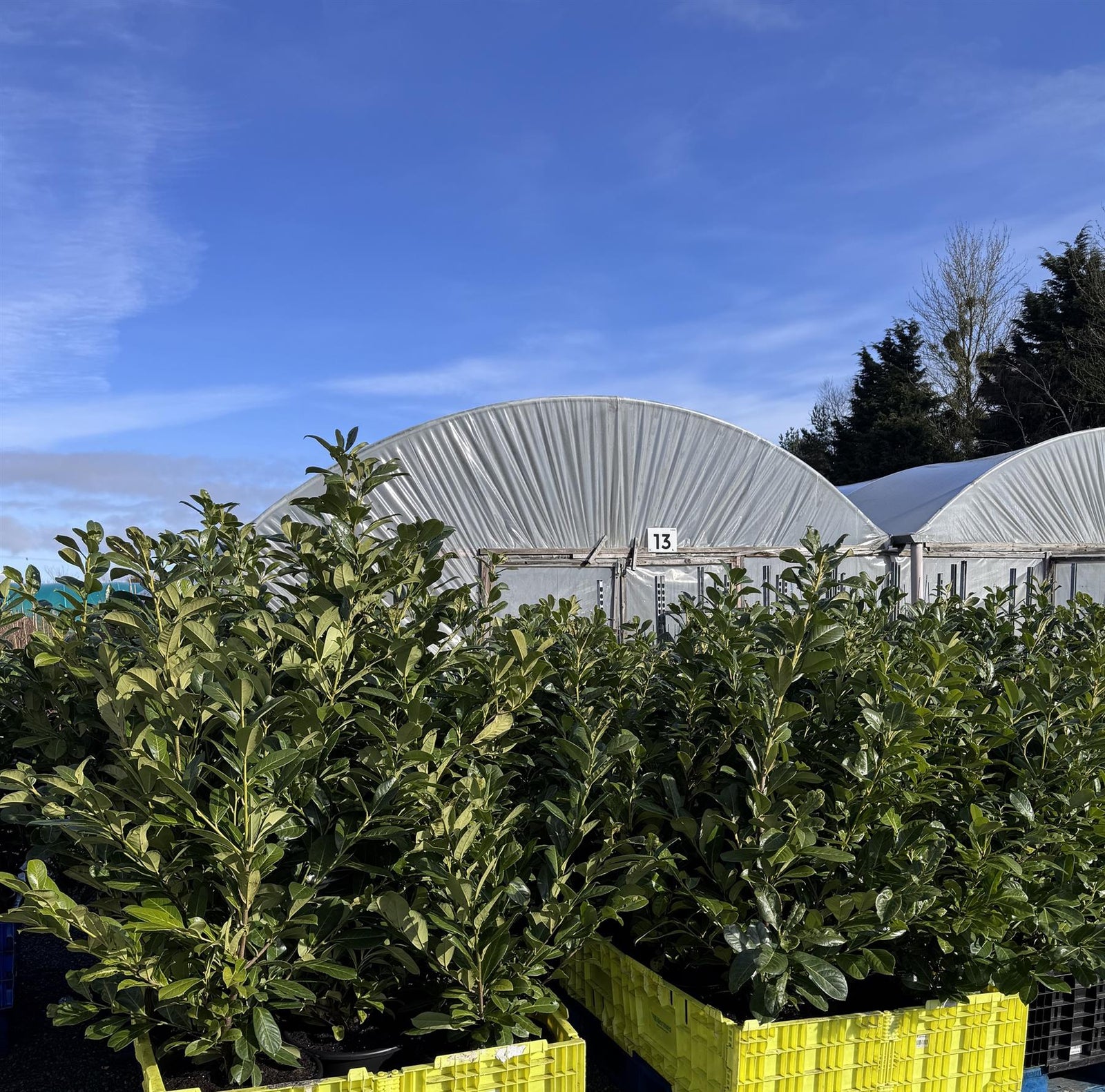 Prunus Cherry Laurel Trees Pallet Of 10 5-6ft Tall Extra Large In 10 Litre Pots