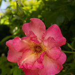 Rosa 'summer Wine' - Bare Root Plants | 2 x Bare Roots | Peach
