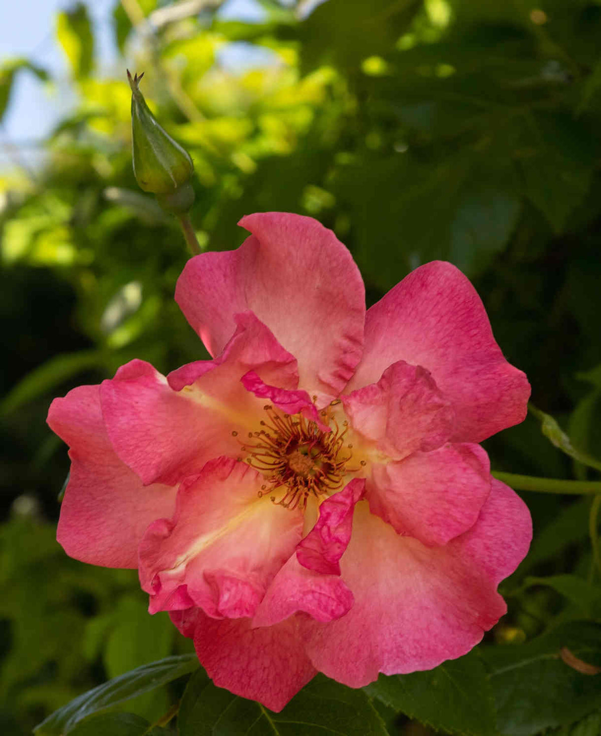 Rosa 'summer Wine' - Bare Root Plants | 2 x Bare Roots | Peach