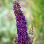 Buddleja Davidii 'black Knight' Butterfly Bush | 1 x 9cm | Purple