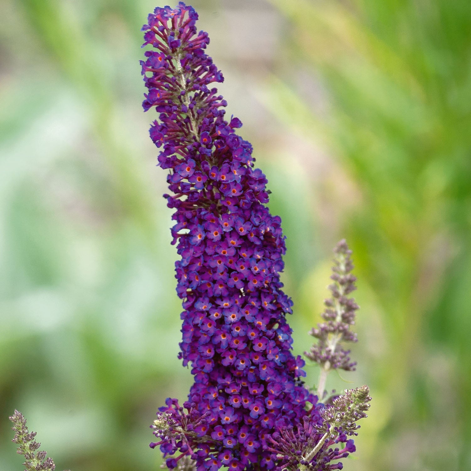Buddleja Davidii 'black Knight' Butterfly Bush | 1 x 9cm | Purple