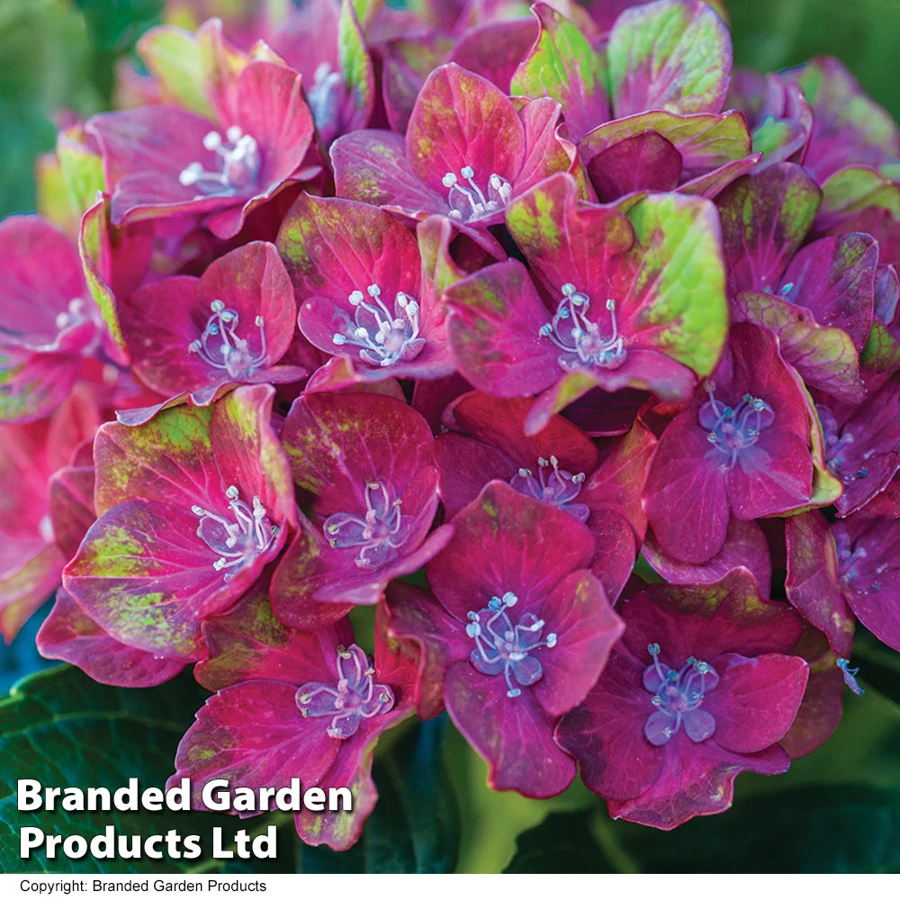 Hydrangea Macrophylla 'glam Rock' 9cm Potted Plant | Set of 4
