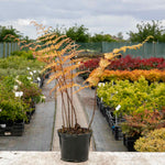 Japanese Shield Fern (rhs Award Of Garden Merit) | 1 x 2L | Green & Pink