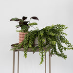 Lipstick Plant - 2 Pcs. - Aeschynanthus Pulcher - Height 20-30cm - ⌀15cm | Set of 2 | Red
